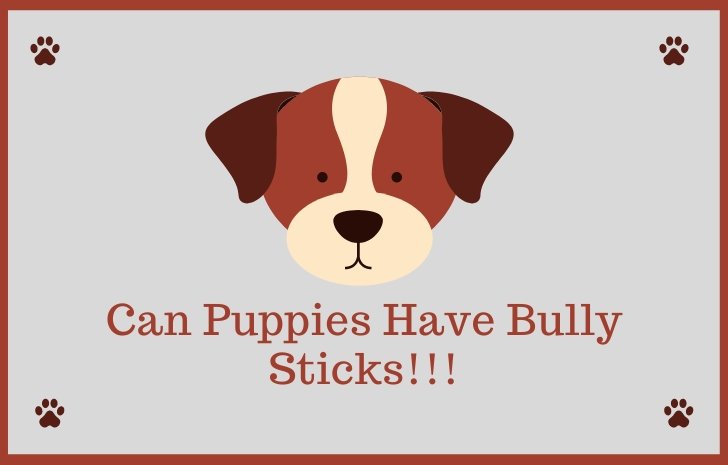 Can Puppies Have Bully Sticks: Avoid Dangerous Mistakes
